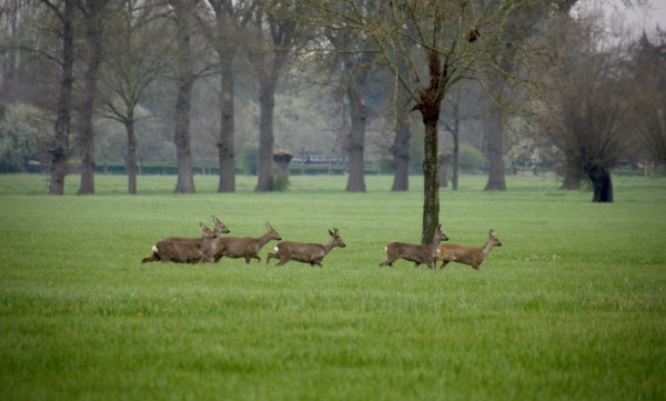 Camping Terwolde